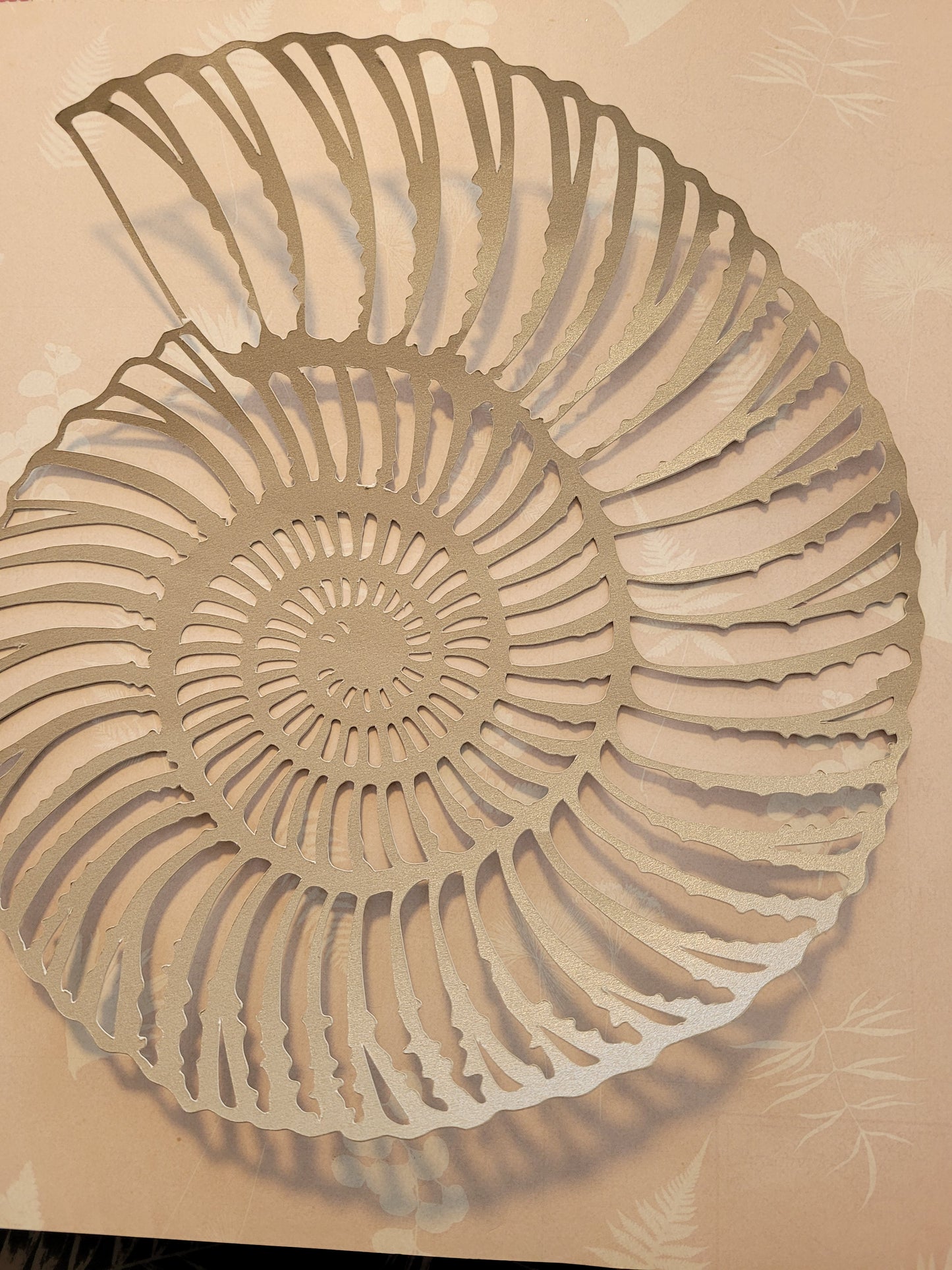 Papercut Fossil Ammonite Assemblage or Single Ammonite