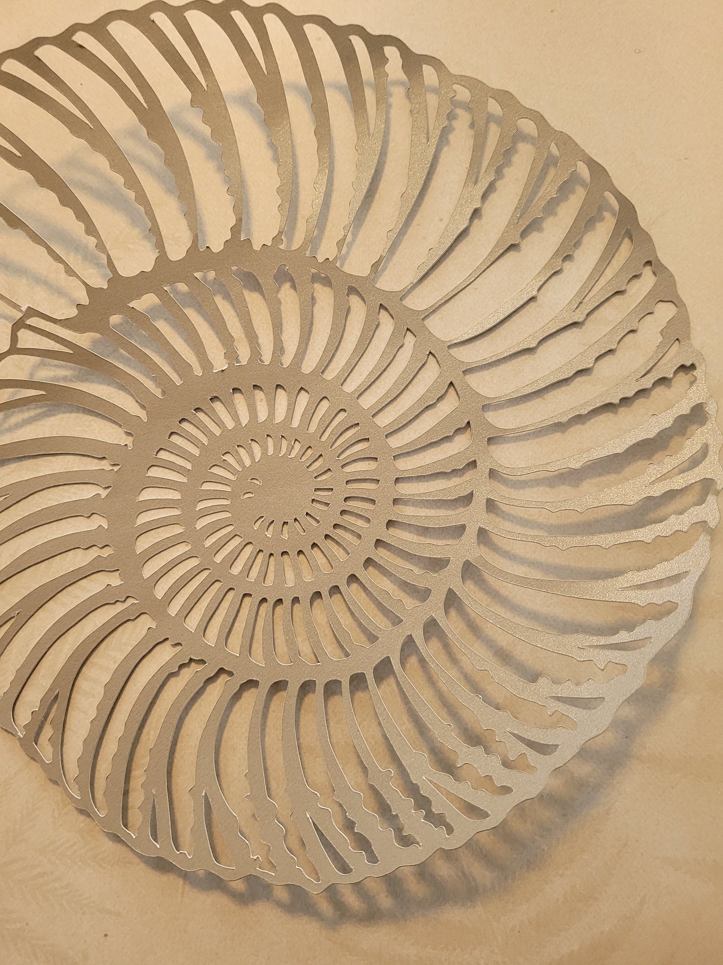 Papercut Fossil Ammonite Assemblage or Single Ammonite