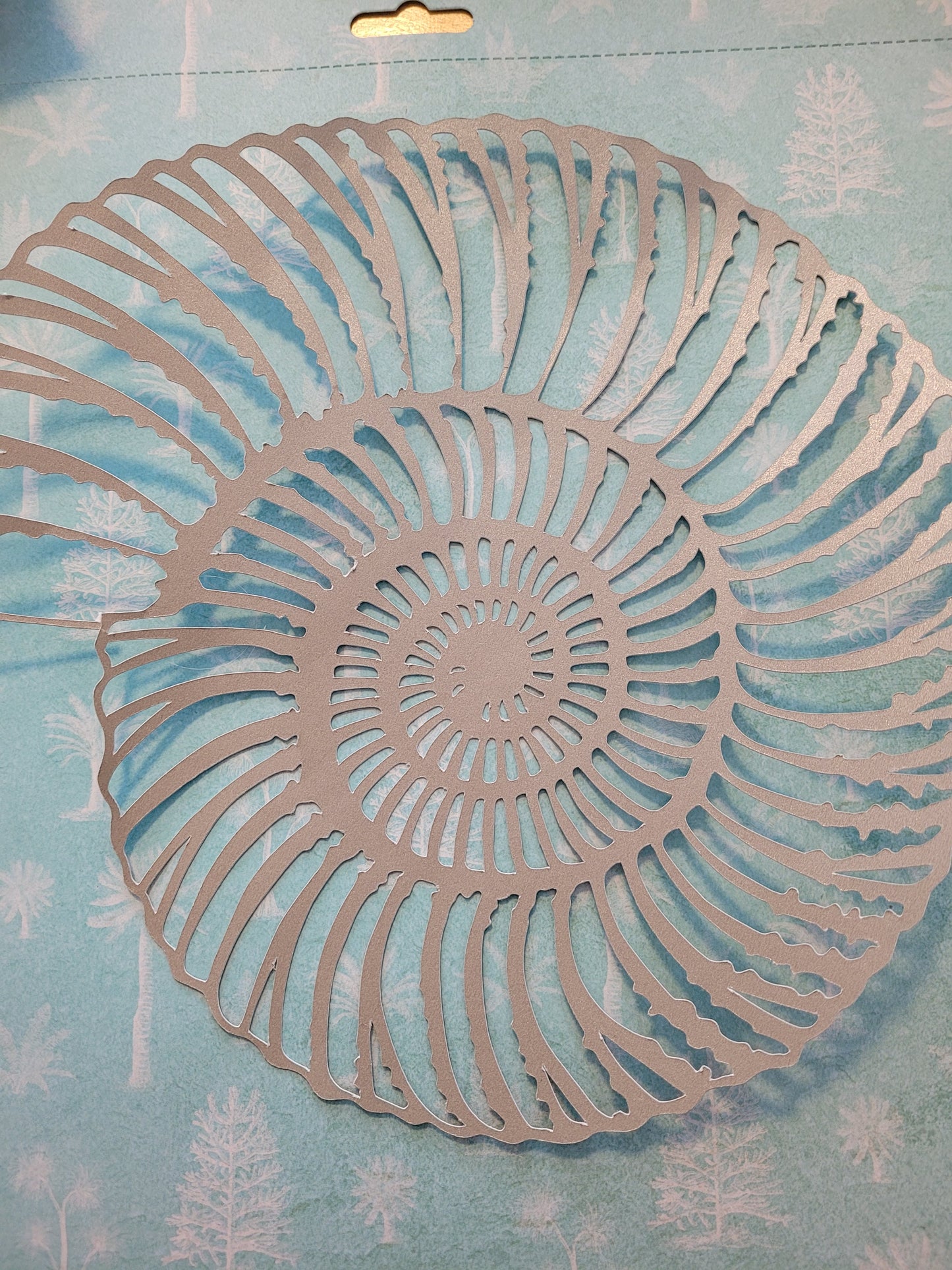 Papercut Fossil Ammonite Assemblage or Single Ammonite