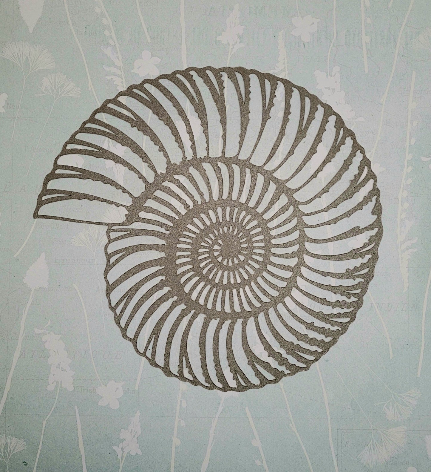 Papercut Fossil Ammonite Assemblage or Single Ammonite