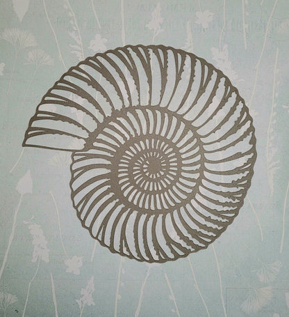 Papercut Fossil Ammonite Assemblage or Single Ammonite