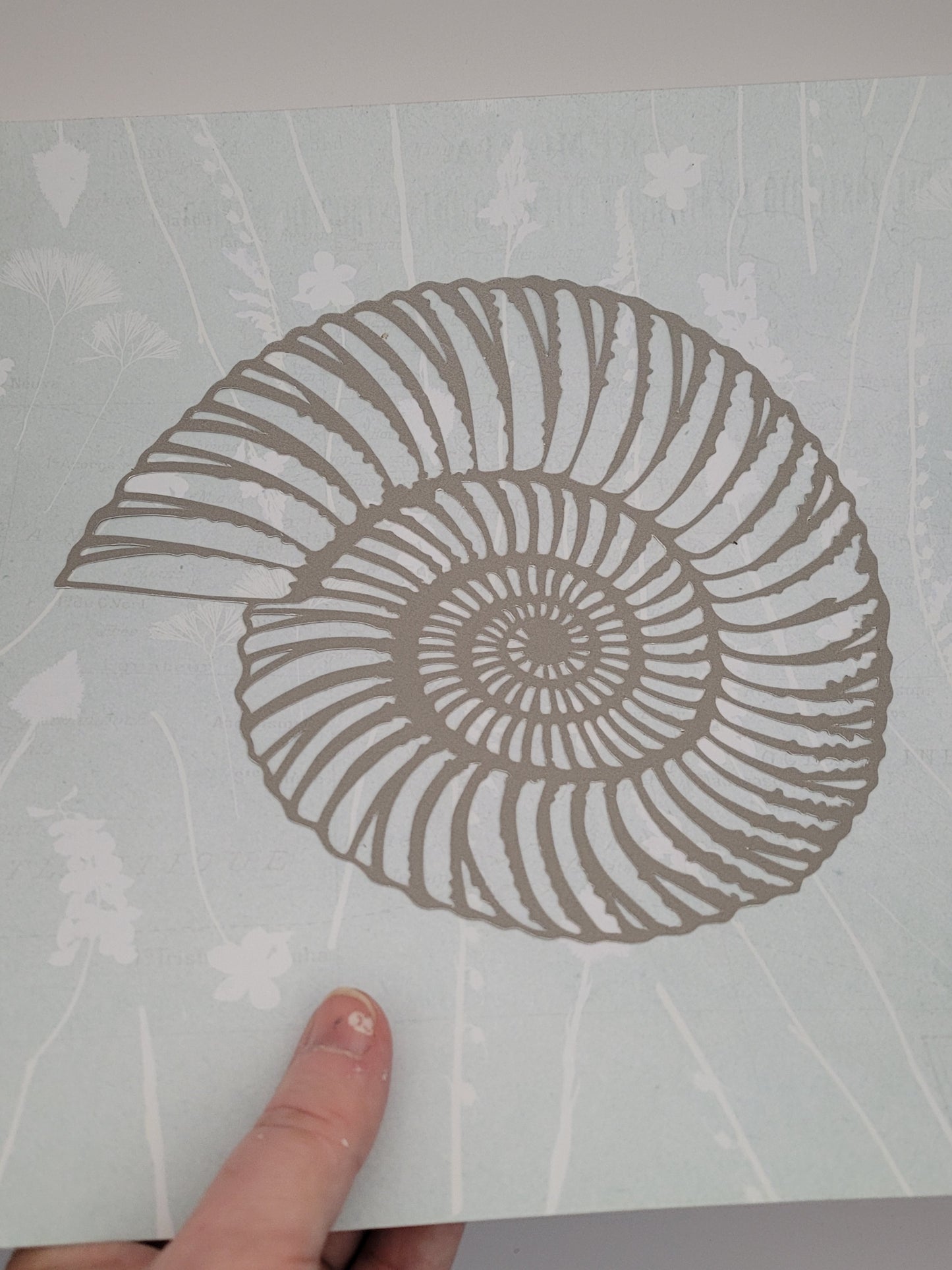 Papercut Fossil Ammonite Assemblage or Single Ammonite