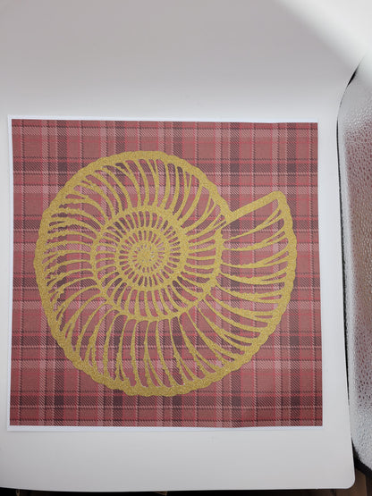 Papercut Fossil Ammonite Assemblage or Single Ammonite