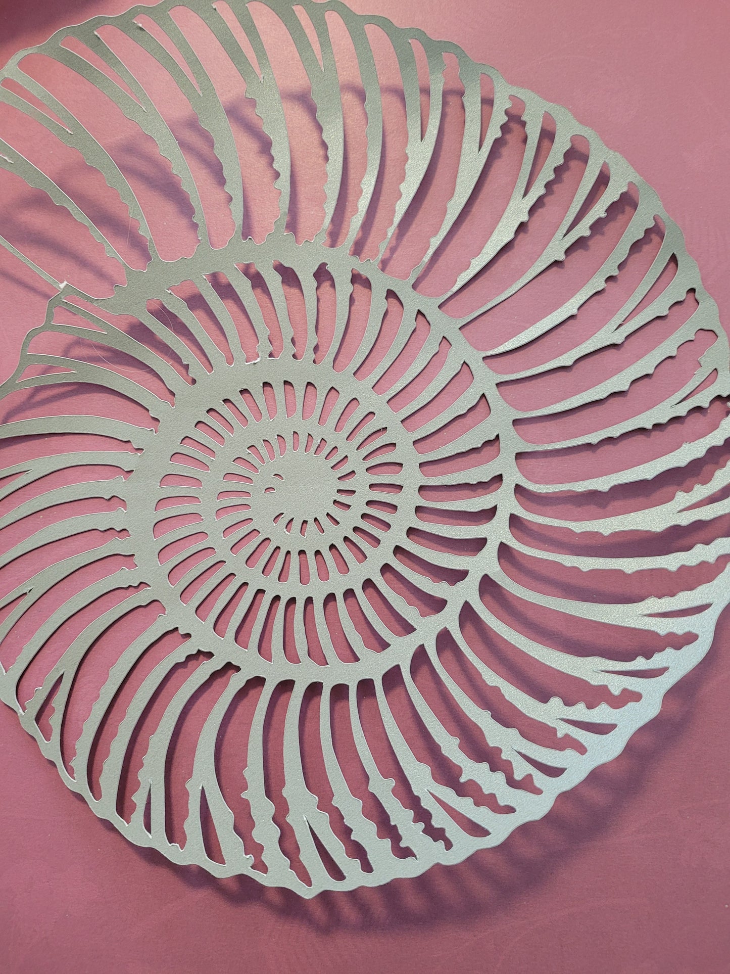 Papercut Fossil Ammonite Assemblage or Single Ammonite