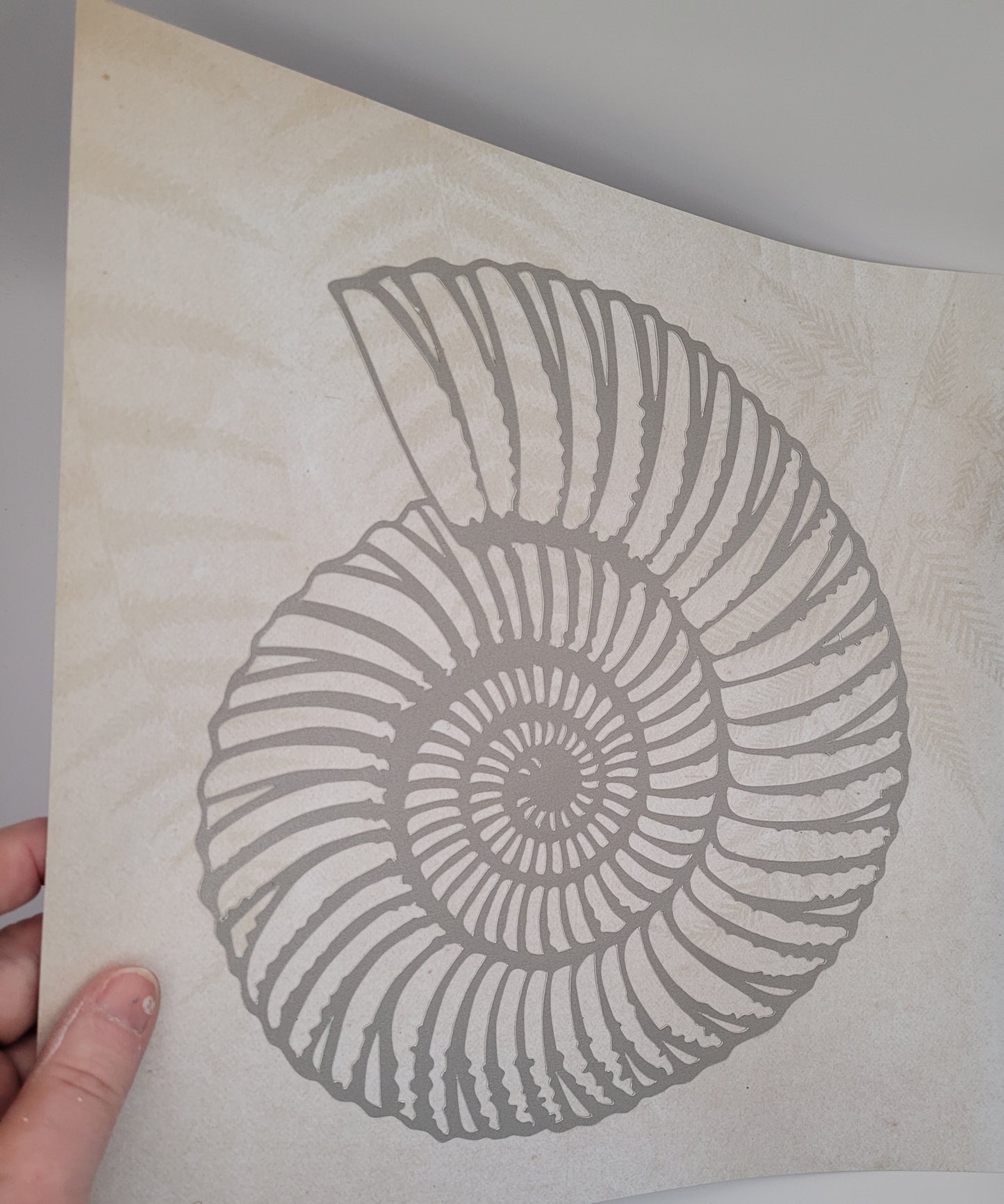 Papercut Fossil Ammonite Assemblage or Single Ammonite