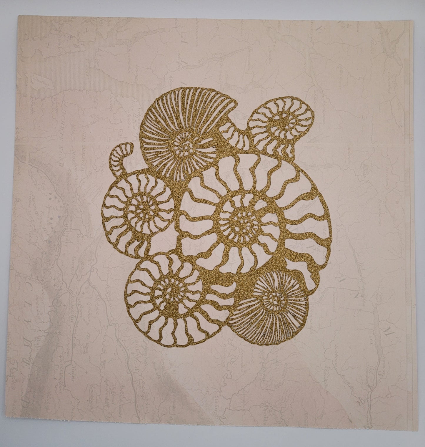 Papercut Fossil Ammonite Assemblage or Single Ammonite