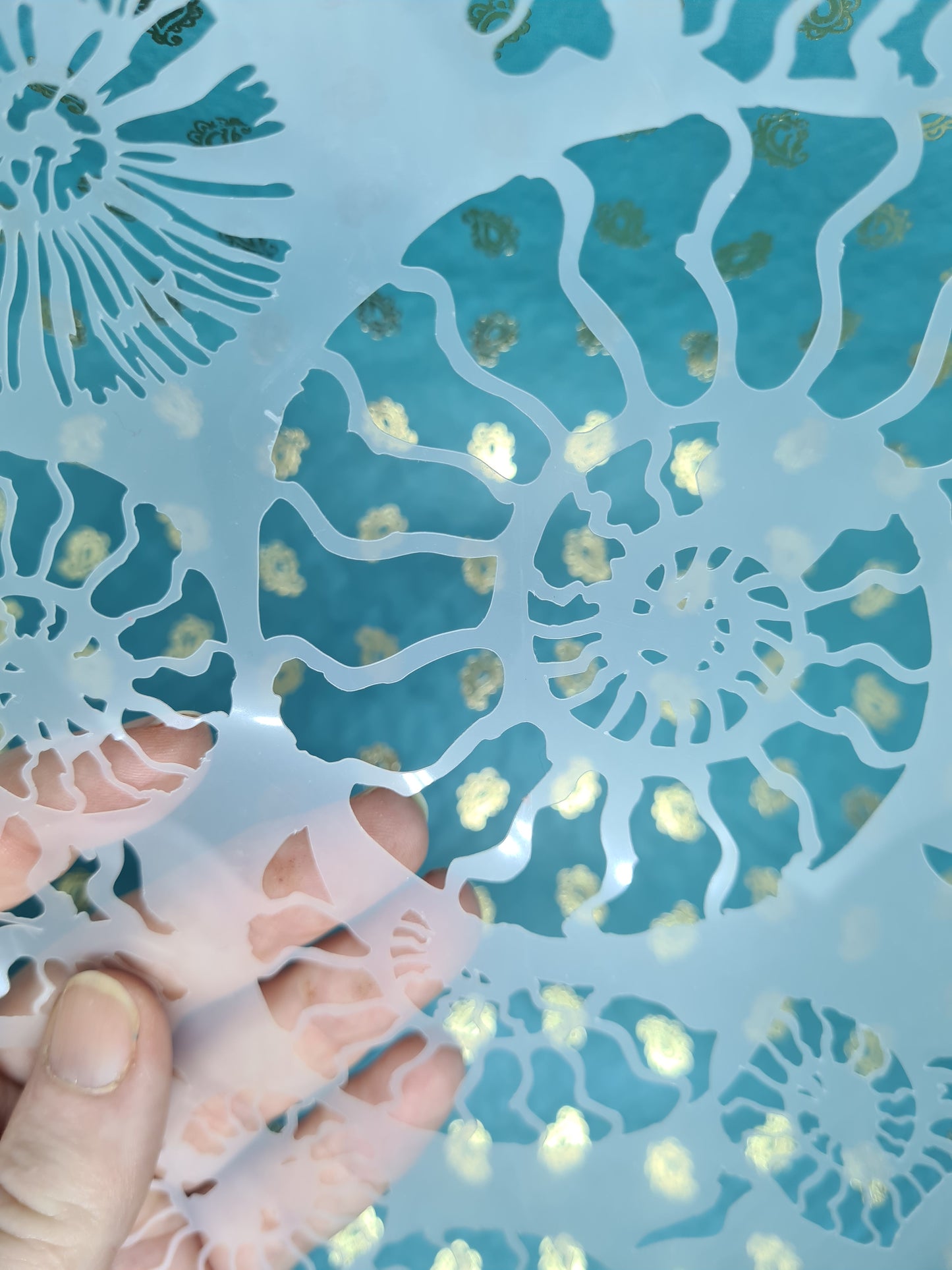 Fossil Ammonite assemblage snail mollusc spiral jurassic Stencil deathbed