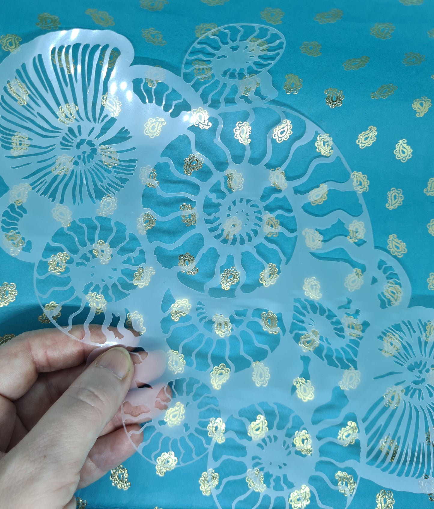 Fossil Ammonite assemblage snail mollusc spiral jurassic Stencil deathbed