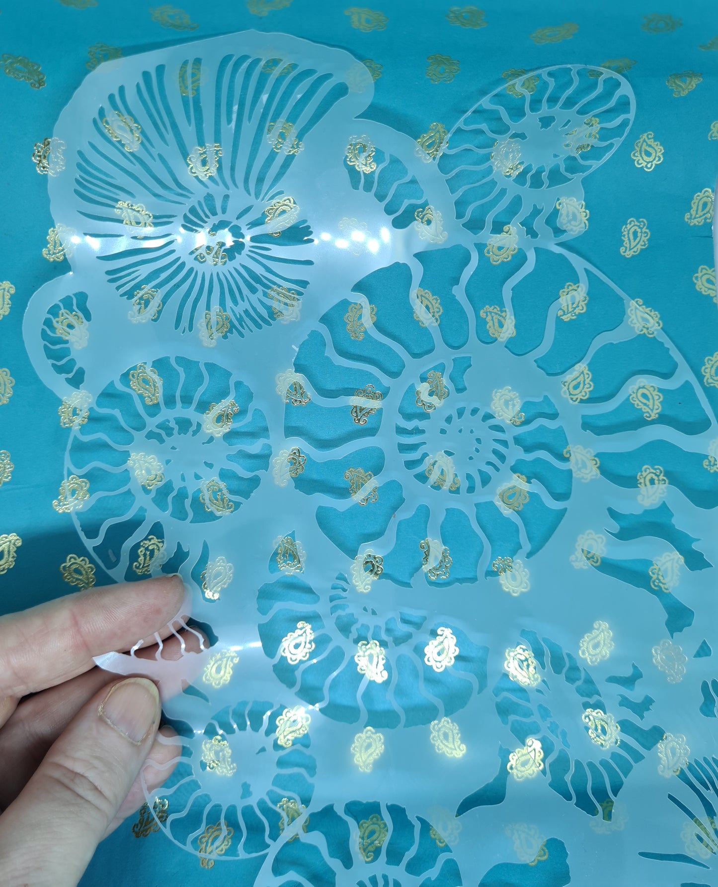 Fossil Ammonite assemblage snail mollusc spiral jurassic Stencil deathbed