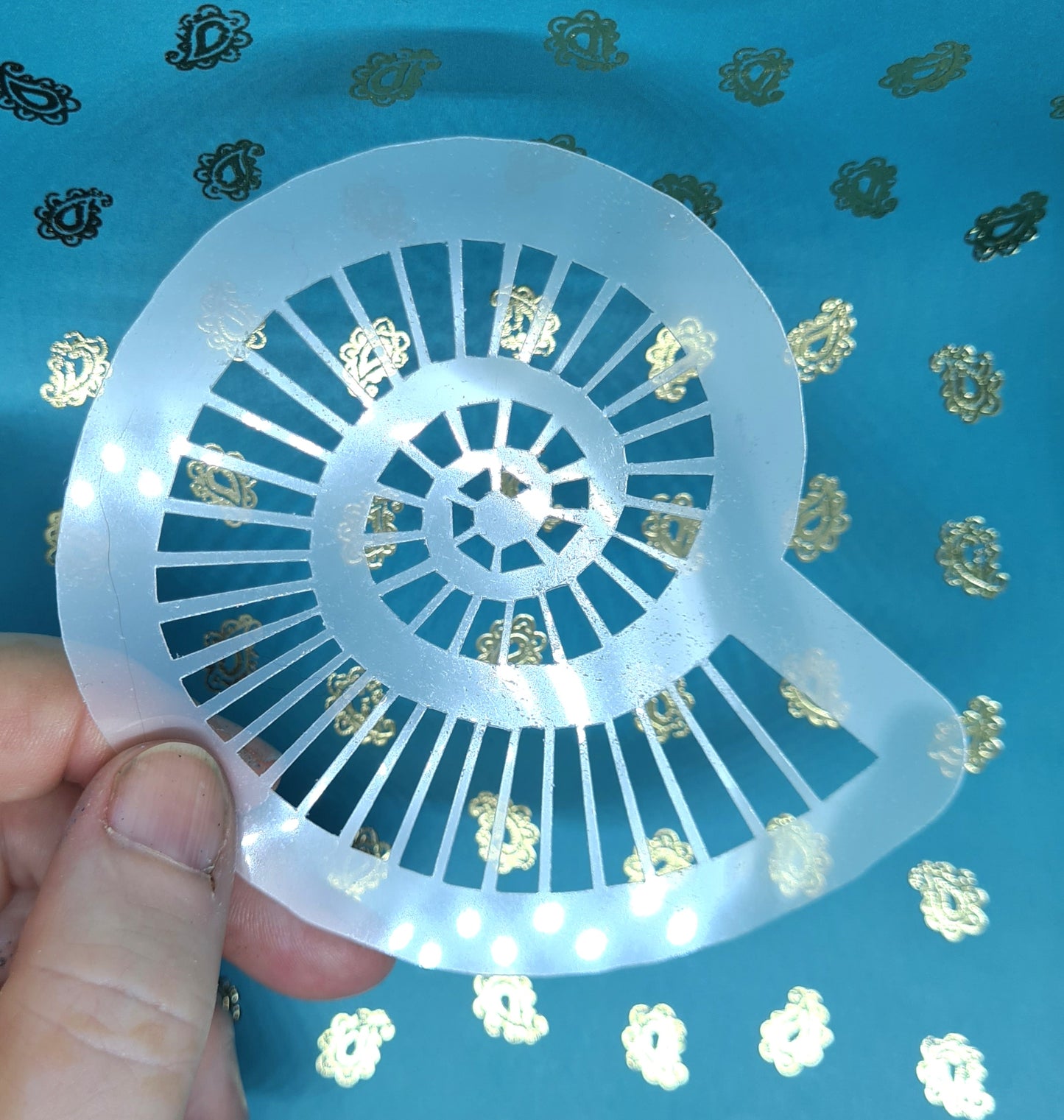 Angular Fossil Ammonite snail spiral jurassic Stencil deathbed assemblage